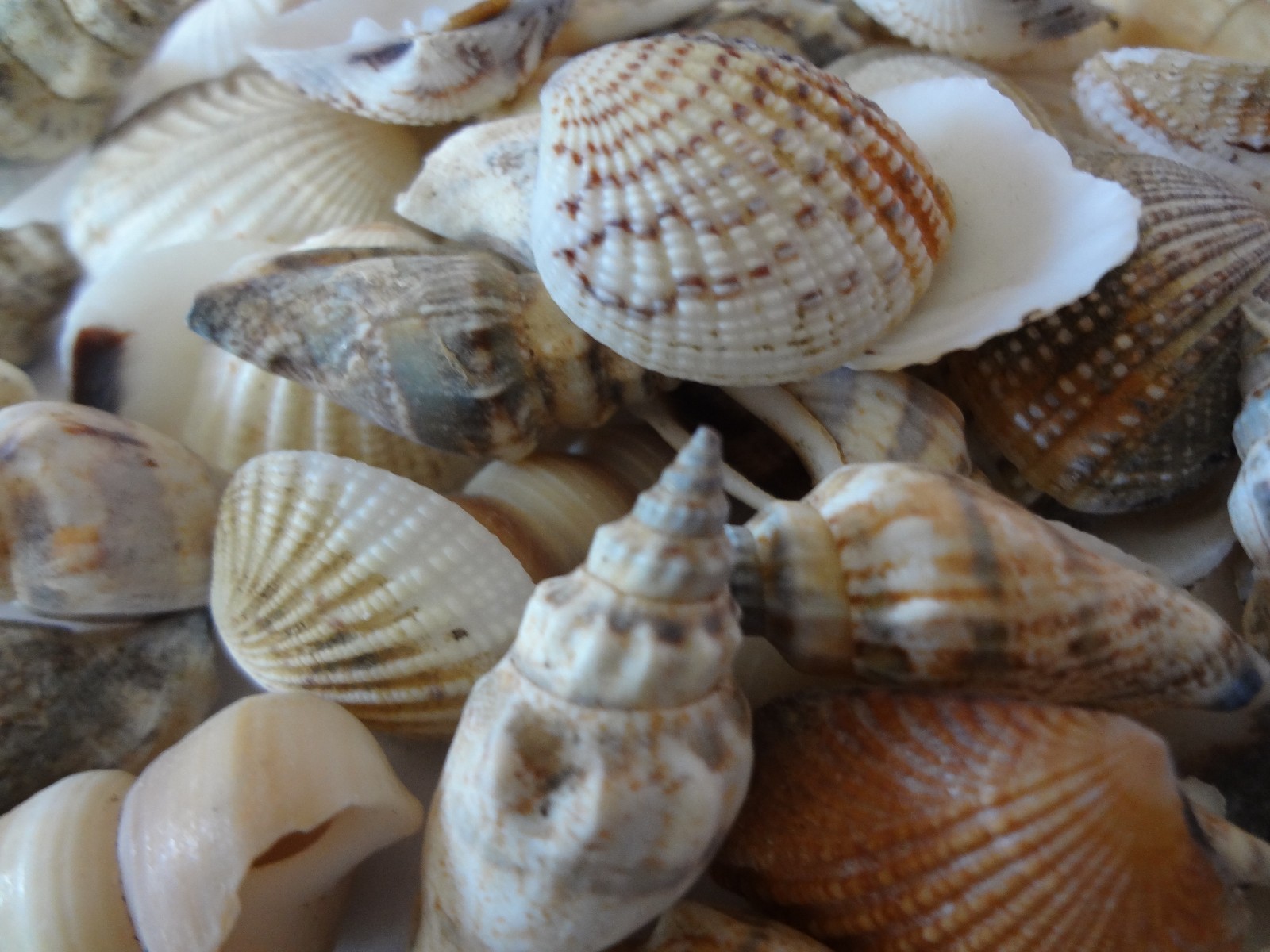 Seashells 2 Pounds lbs Medium Assorted Mix Bulk Decorative Arts Crafts