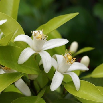 Neroli 2.5ml (Nekopos Shipping OK)
