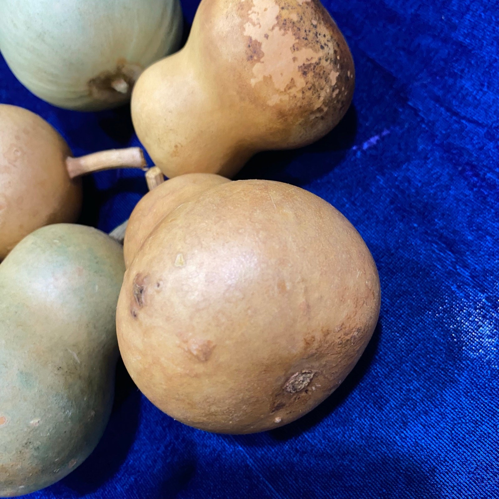 Lot of FIVE (5) Gourds Small Size Pear Shaped Round Dried Natural Color Clean