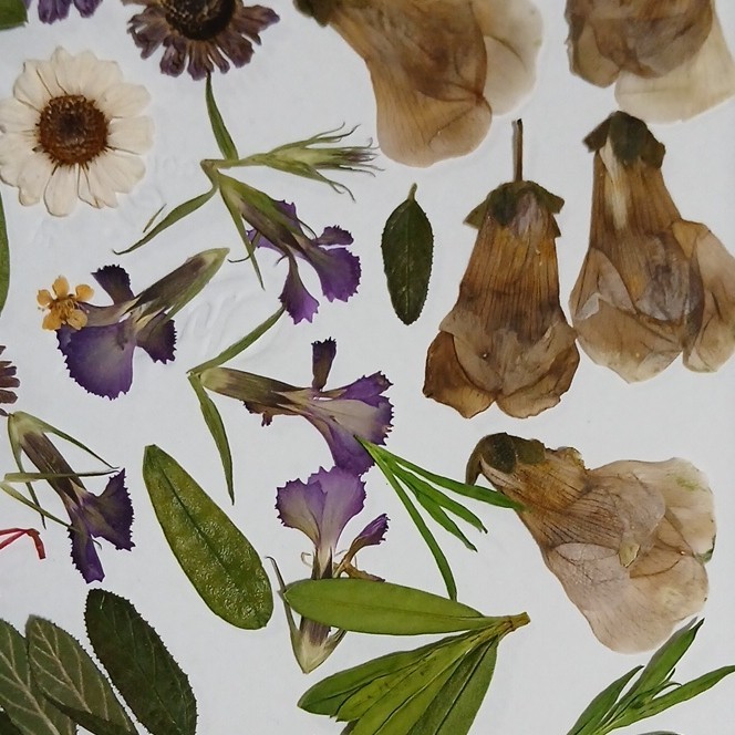 Pressed Dried Mixed Flowers & Leaves Assortment, Multiple Parts, Craft Mix