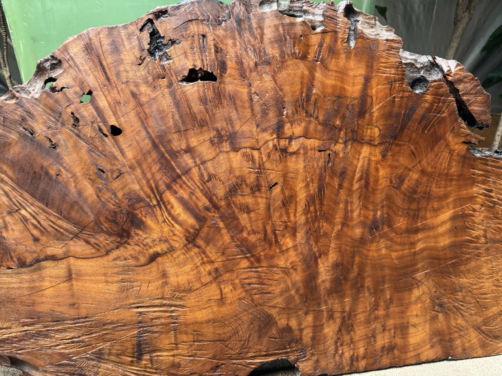 1296 Camphor burl wood turning blank ,hybrid Scale,Dried,52”x 27”x 2 1/4”