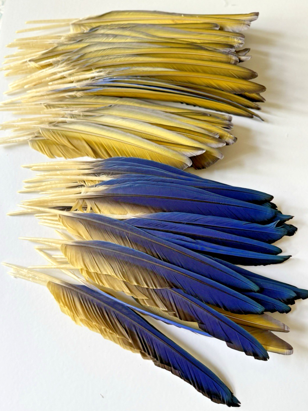 142 CLEAN Blue & Gold Macaw Assorted Wing Feathers Naturally Molted 13-9″