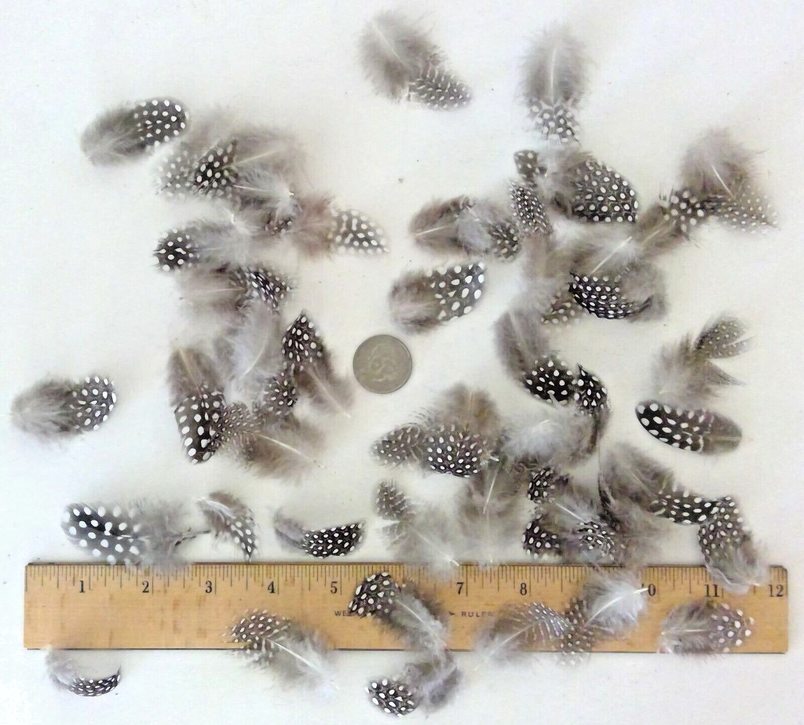 50 Small Natural Pearl Guinea Fowl Feathers 1 to 2+ Inches Long Cruelty-Free USA