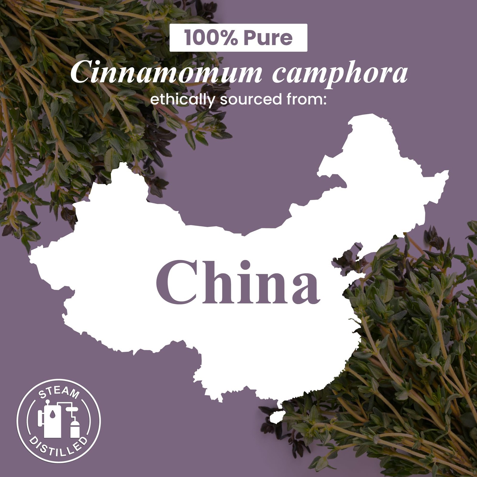Camphor Essential Oil – Huge 4 Fl Oz – 100% Pure and Natural – Premium Grade …