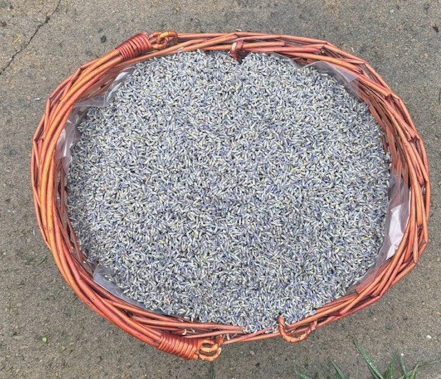 Fresh Dried Lavender (1 pound) Buds from GROSSO (French Variety) strong aroma