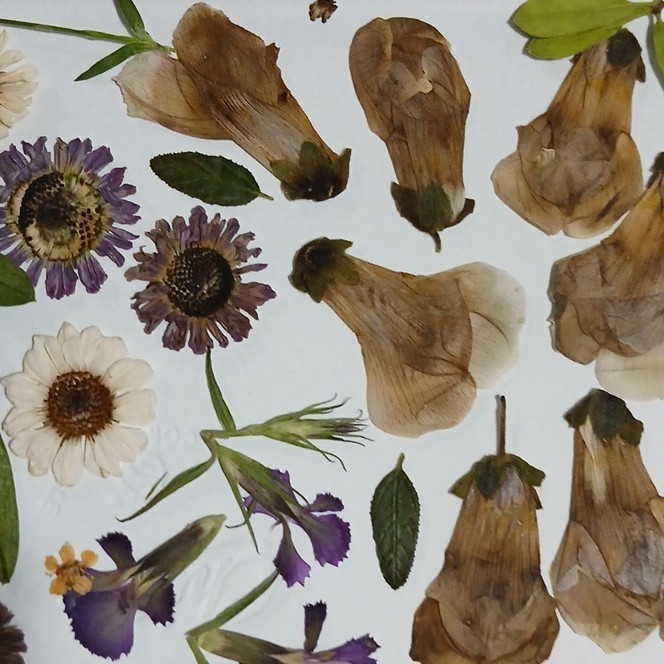 Pressed Dried Mixed Flowers & Leaves Assortment, Multiple Parts, Craft Mix