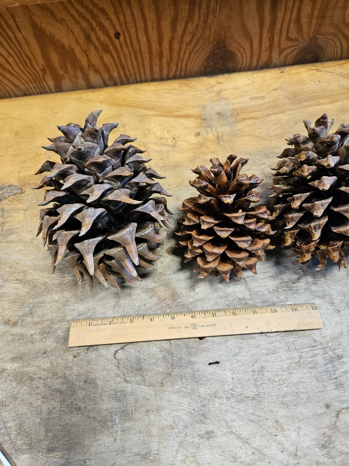 5 Gray Pine Cones, Pinus sabiniana, Digger Pine, California Foothills Pine