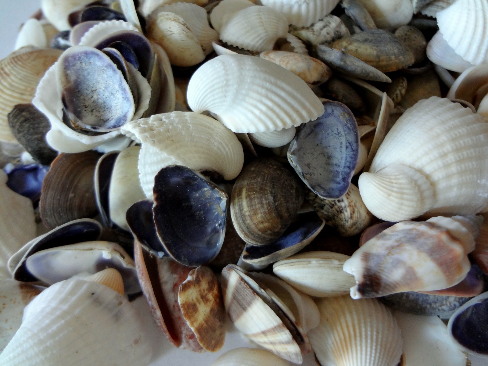 Seashells 2 Pounds lbs Small Assorted Mix Bulk Decorative Arts Crafts