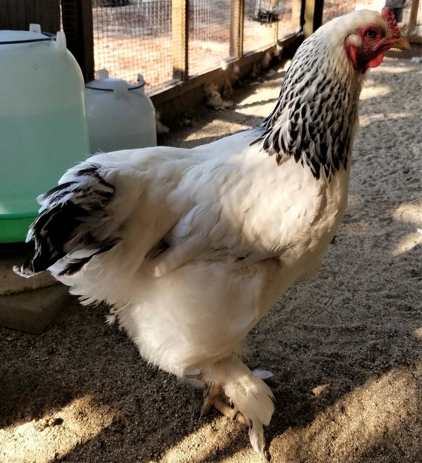 50 Natural Light Brahma Chicken Body Feathers Cruelty-Free USA Mostly White