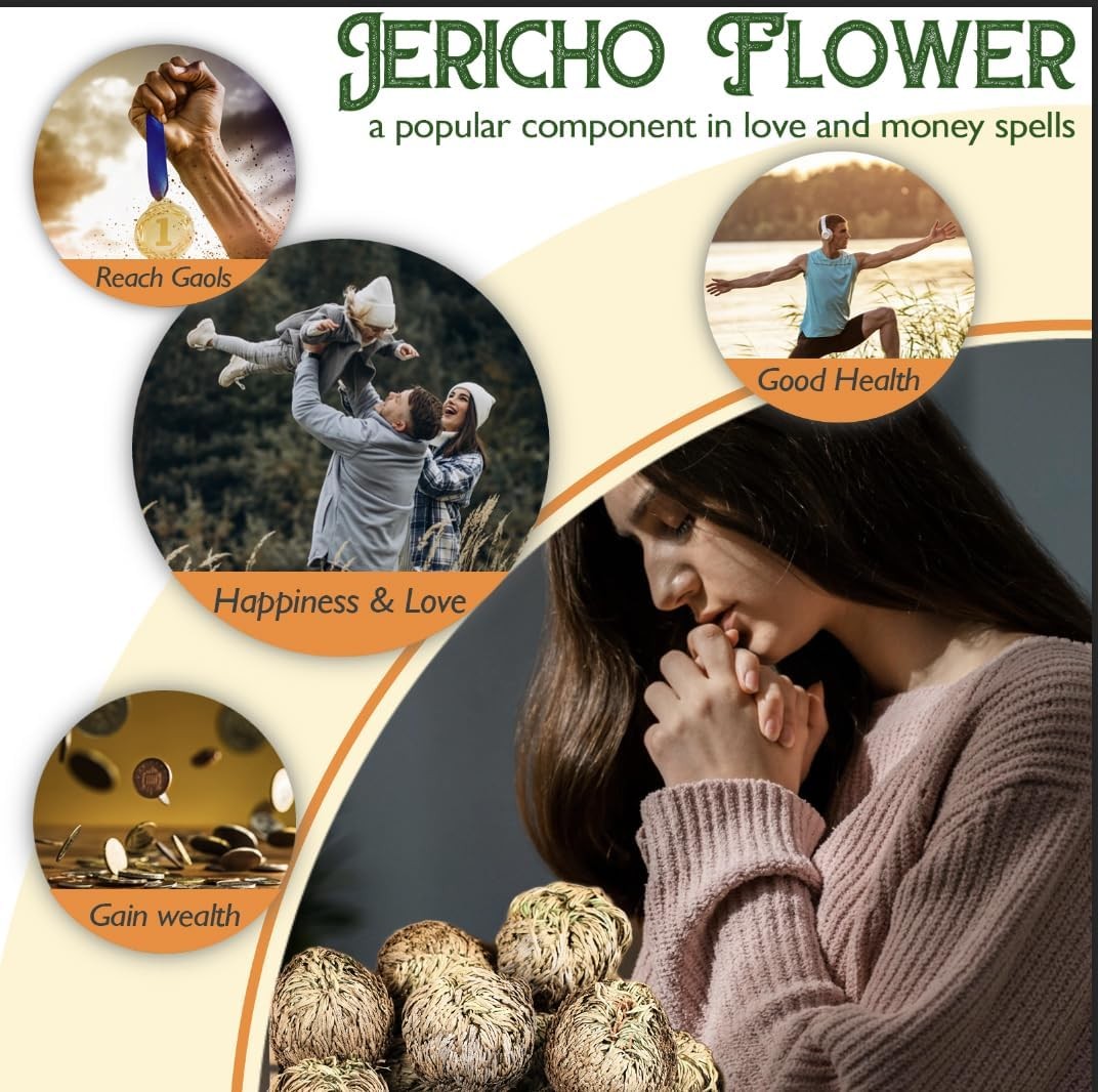 4-Pack Large Premium Dried Rose of Jericho, Selaginella Resurrection 4Pcs