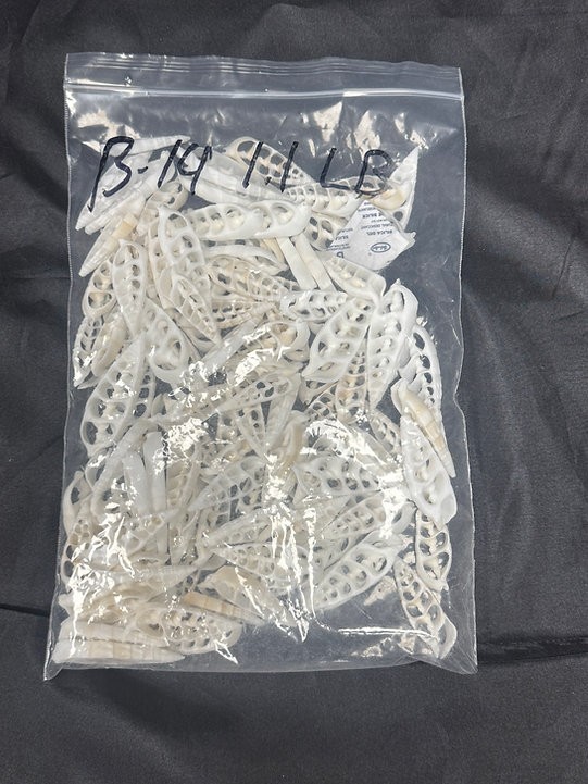 Center White Cerithium “Arrow”/B14 – 1.1 LB. (APPROX. 170 PCS) – $0.03/PIECE
