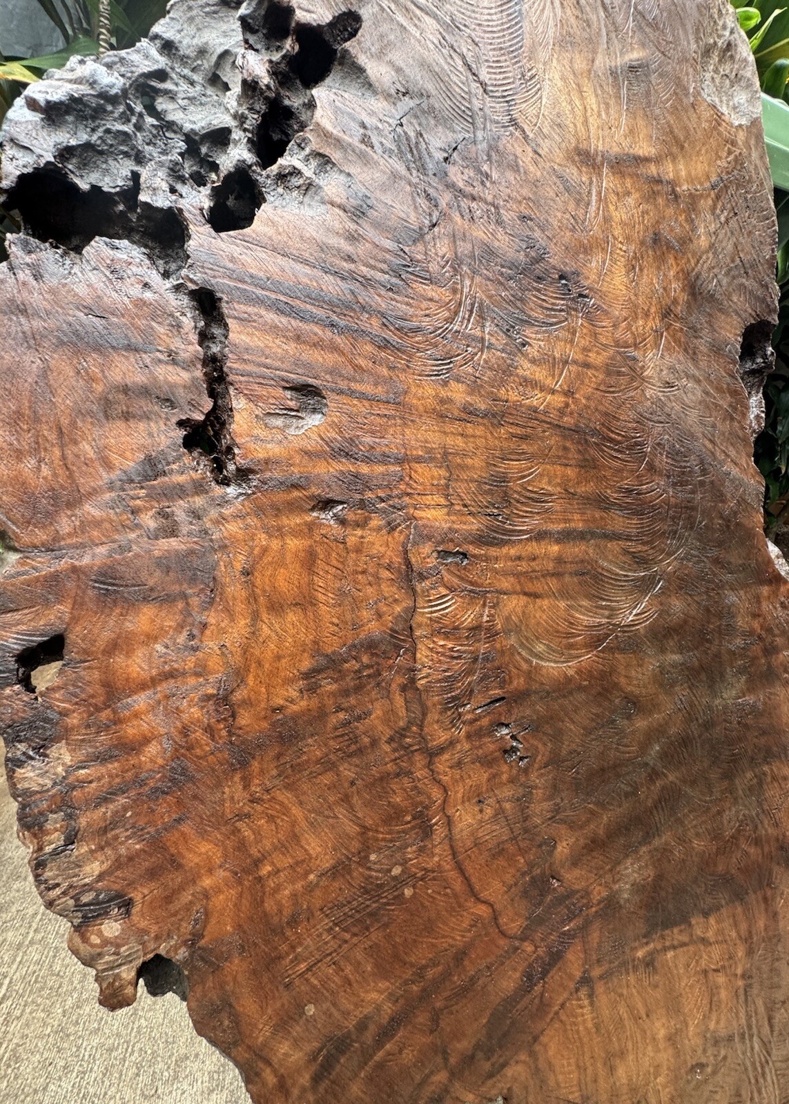 1296 Camphor burl wood turning blank ,hybrid Scale,Dried,52”x 27”x 2 1/4”