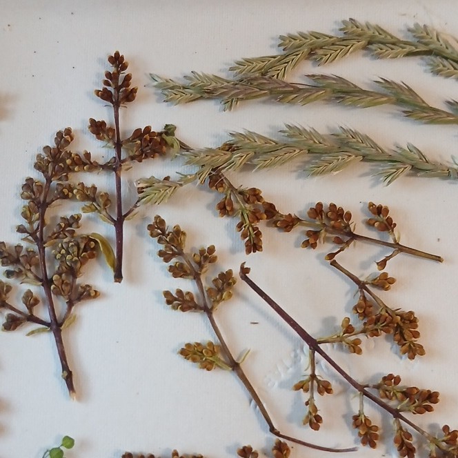 Pressed Dried Mixed Botanicals Assortment Lot, Multiple Parts, Craft Use