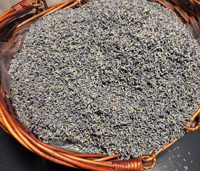 Fresh Dried Lavender (1 pound) Buds from GROSSO (French Variety) strong aroma