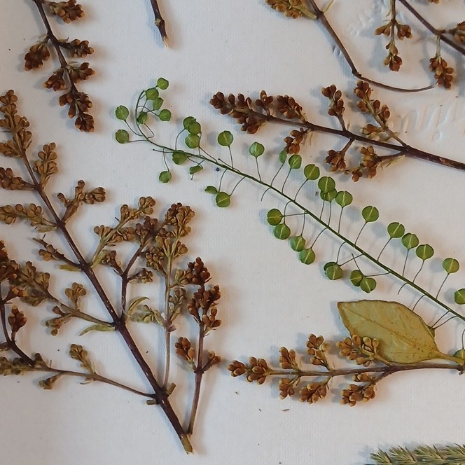 Pressed Dried Mixed Botanicals Assortment Lot, Multiple Parts, Craft Use