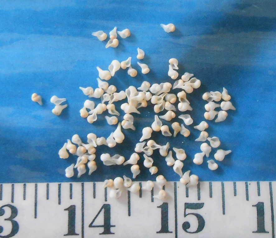 ~ Baby Whelk Shells ~ 100+ ~ White/Ivory ~ Shellcraft ~ Sailor’s Valentines ~