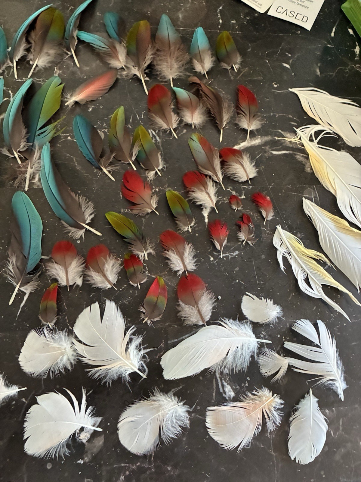 Macaw Parrot Craft Feathers Lot for DIY Projects, Multicolor Assorted Colors B/O