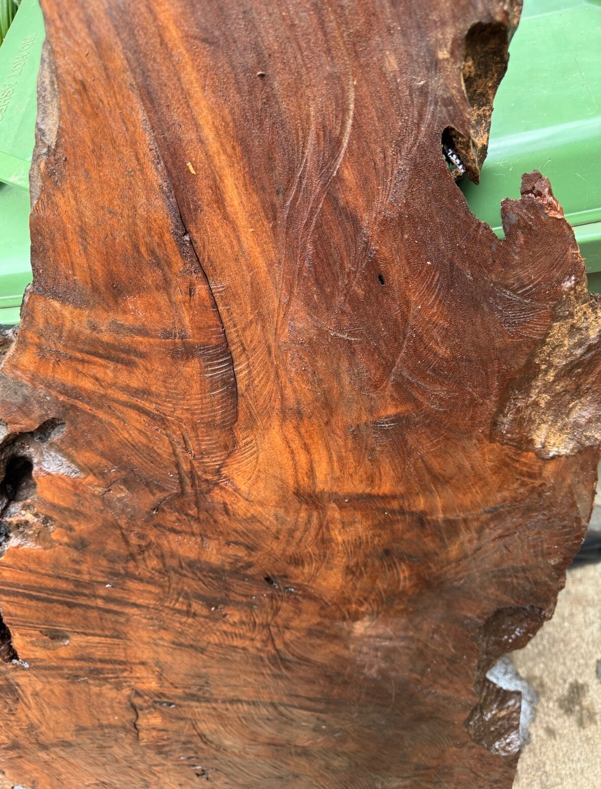 1296 Camphor burl wood turning blank ,hybrid Scale,Dried,52”x 27”x 2 1/4”