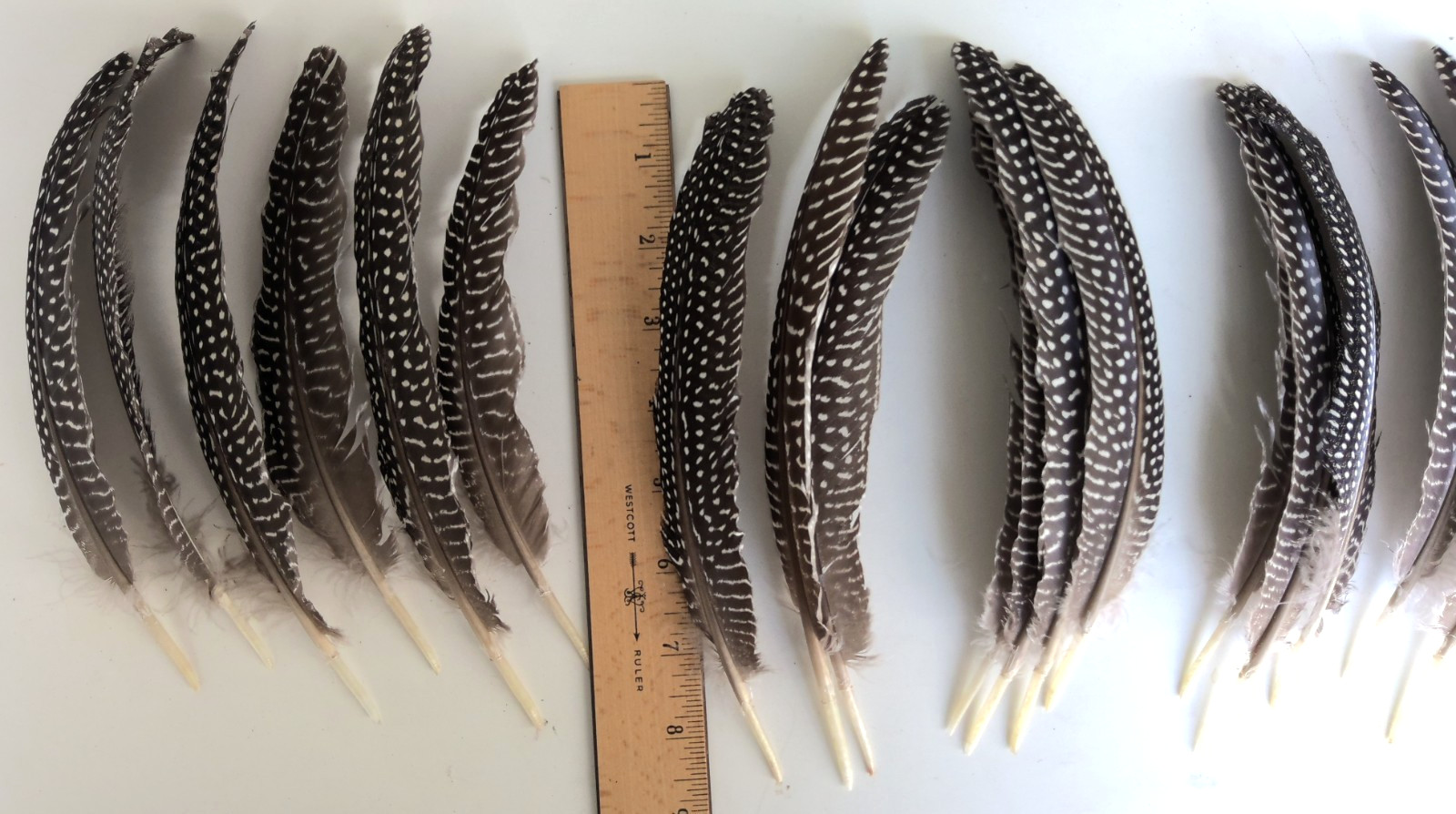 Lot of 19 Pearl Guinea Fowl Wing Tail Quill Feathers 7″ – 9″ Cruelty-Free USA #2