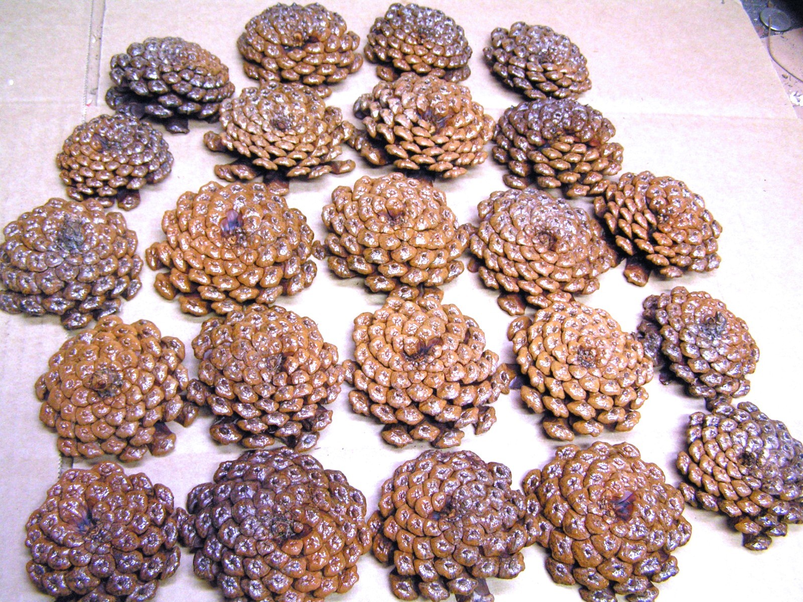 TWENTY THREE Pine cone flowers, crafting slices, zinnia flowers, wreaths, KKS