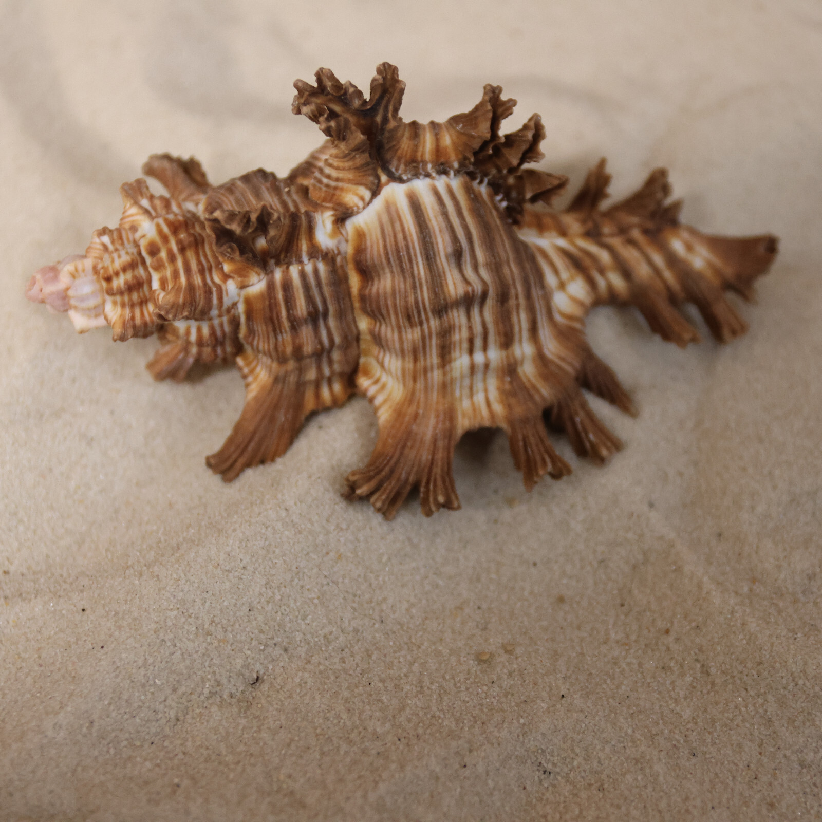 MUREX PALMAROSA, Sailor Valentines, Upscale Seashells For Crafting SS-476