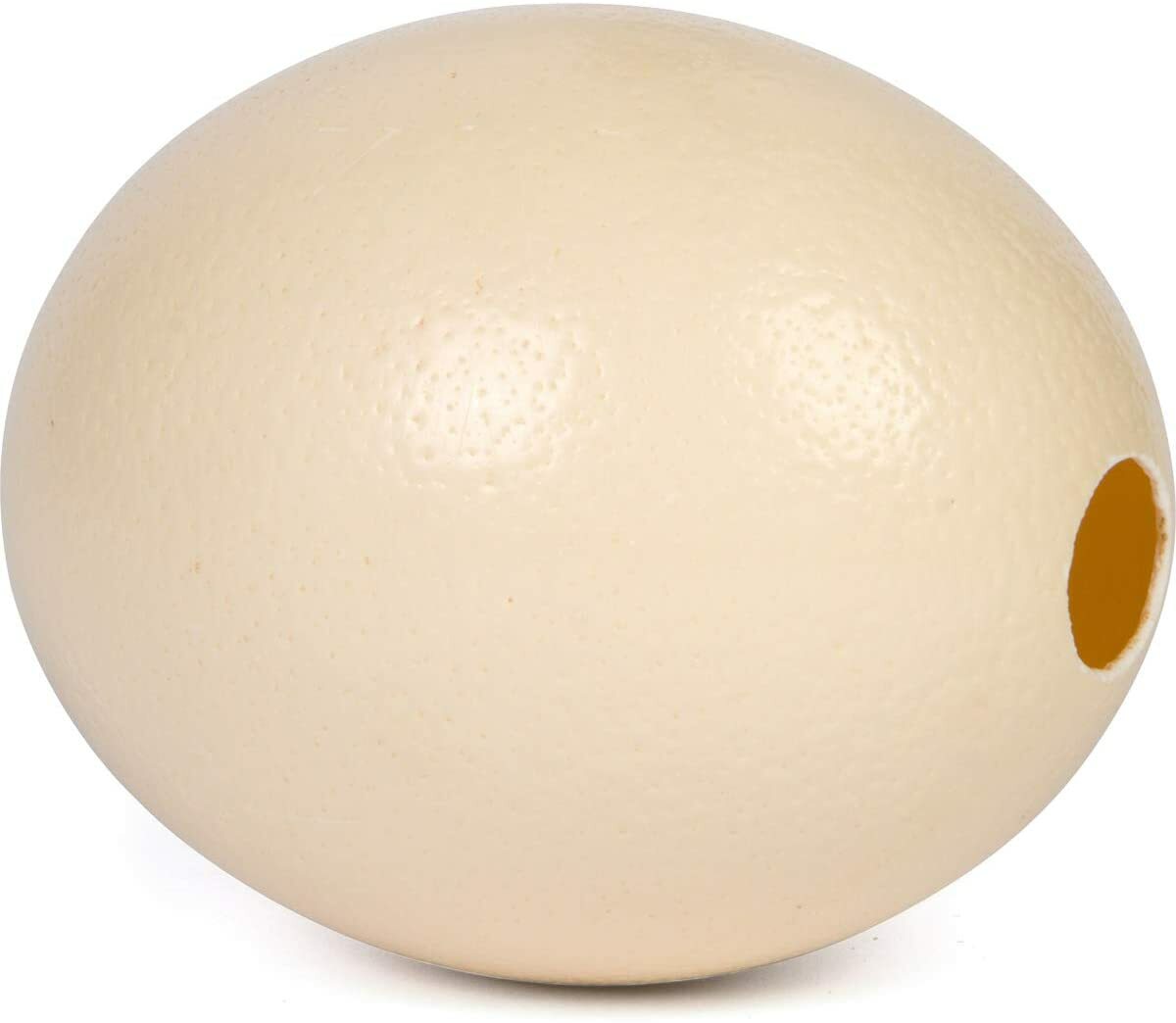 Premium High Quality Blank Ostrich Egg Shell for Crafts, Decoration, Paintings
