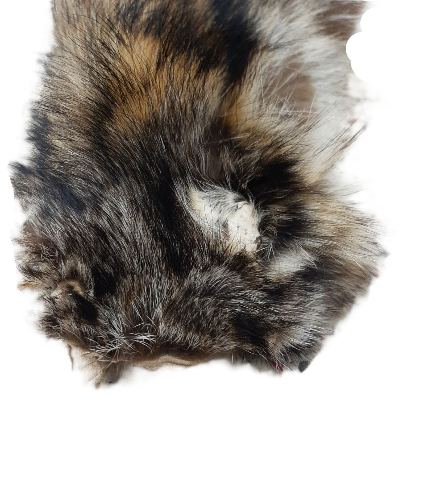 Soft Tanned Raccoon, Imperfect Grade, Well Furred