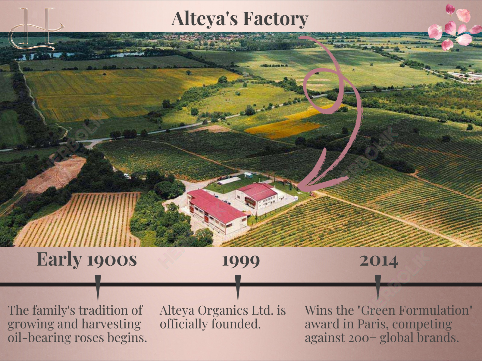 Alteya Bulgarian Rose Essential Oil – Rose Otto – Pure & Therapeutic