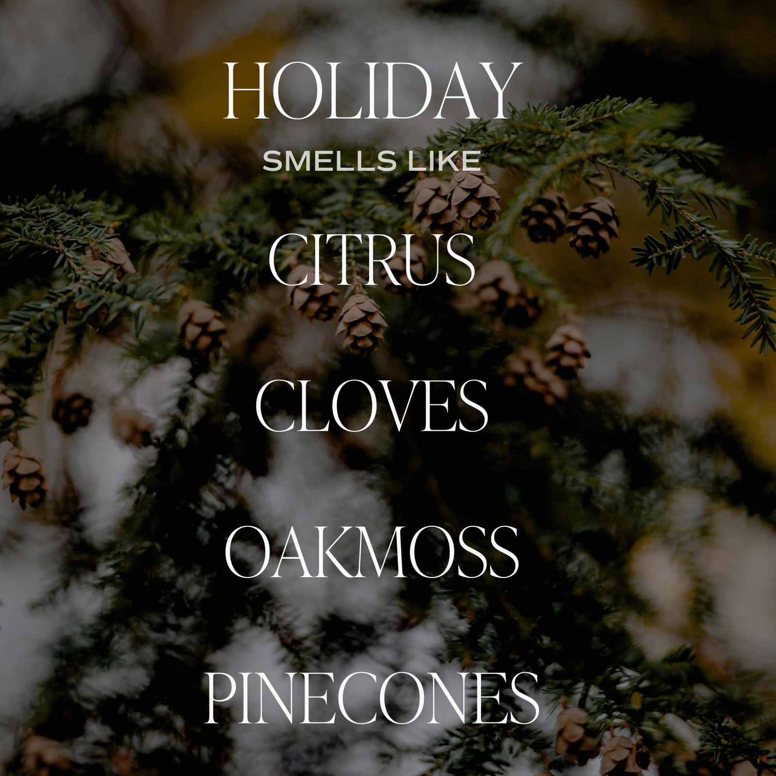 Sweet Water Decor Holiday Candle | Cloves, Pine, and Tan Label, Amber/Black