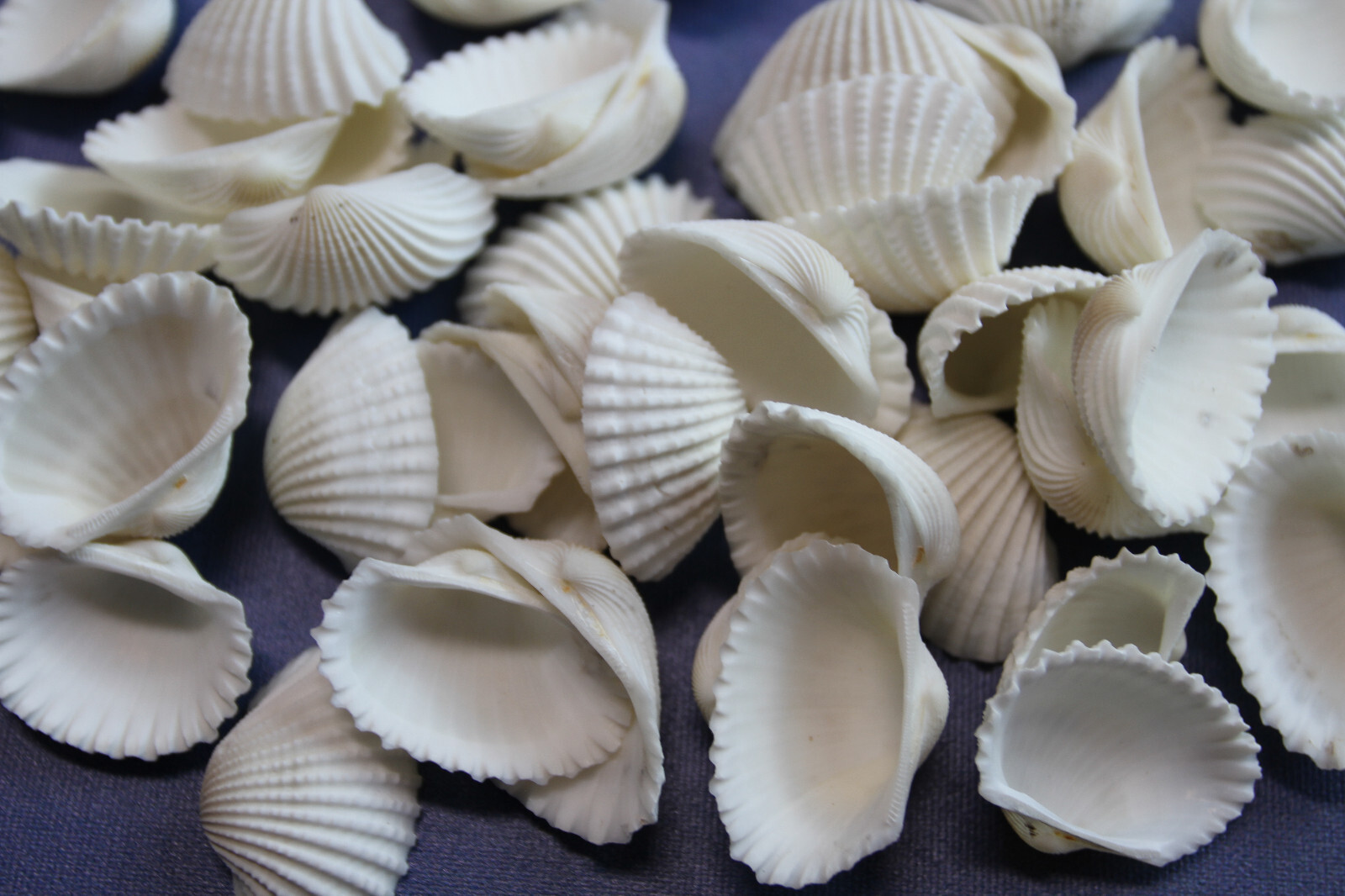 WHITE ARK CRAFT SESHELLS, Sailors Valentines, Beach Decor, Bath Decor, SS-502