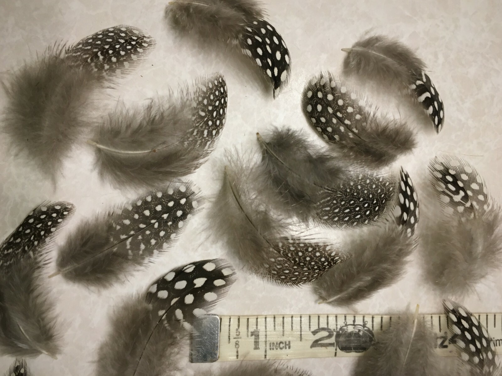 Small Natural Guinea Fowl Feathers 2″ +/- Cruelty-Free 24pc