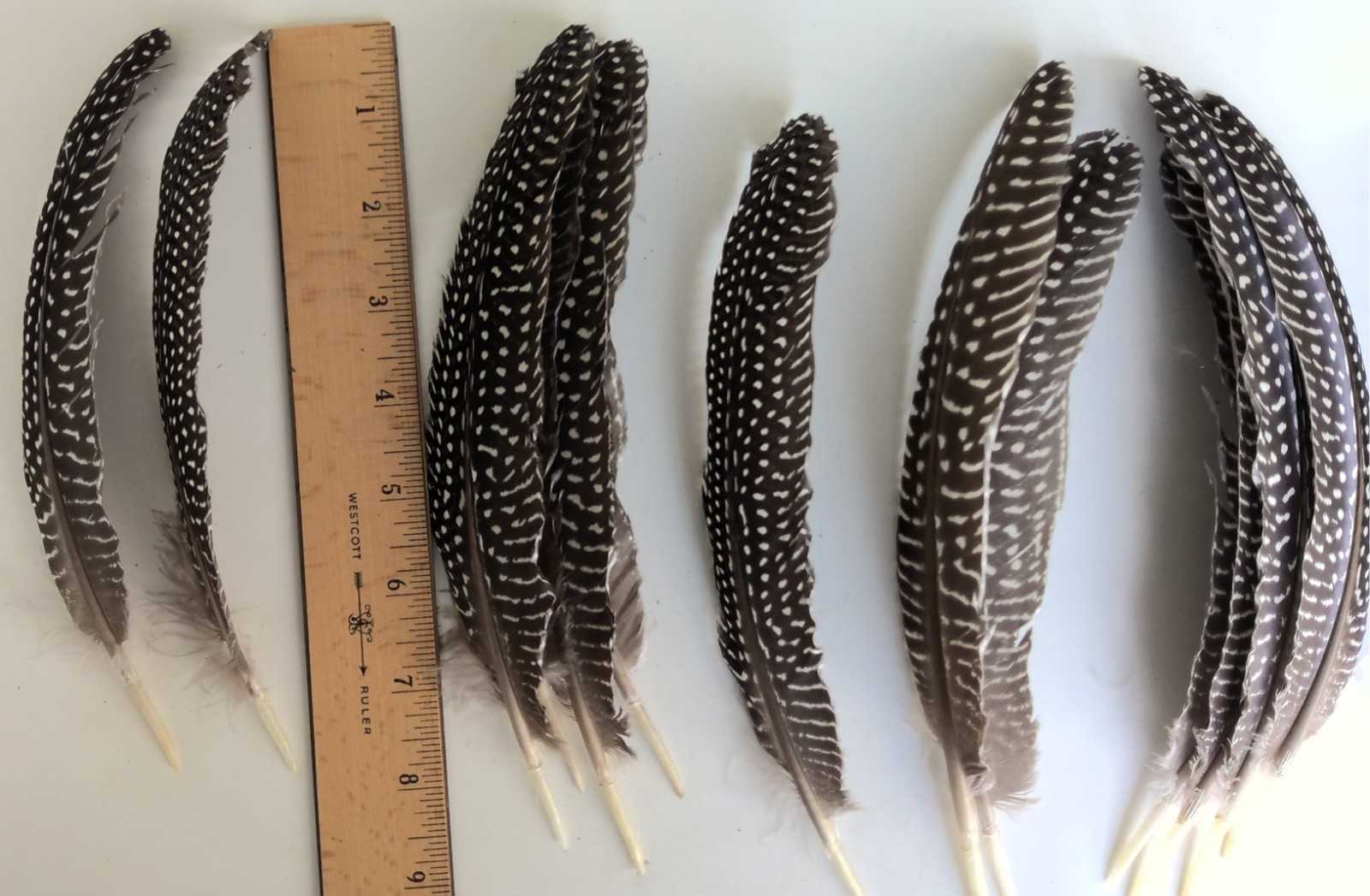 Lot of 19 Pearl Guinea Fowl Wing Tail Quill Feathers 7″ – 9″ Cruelty-Free USA #2
