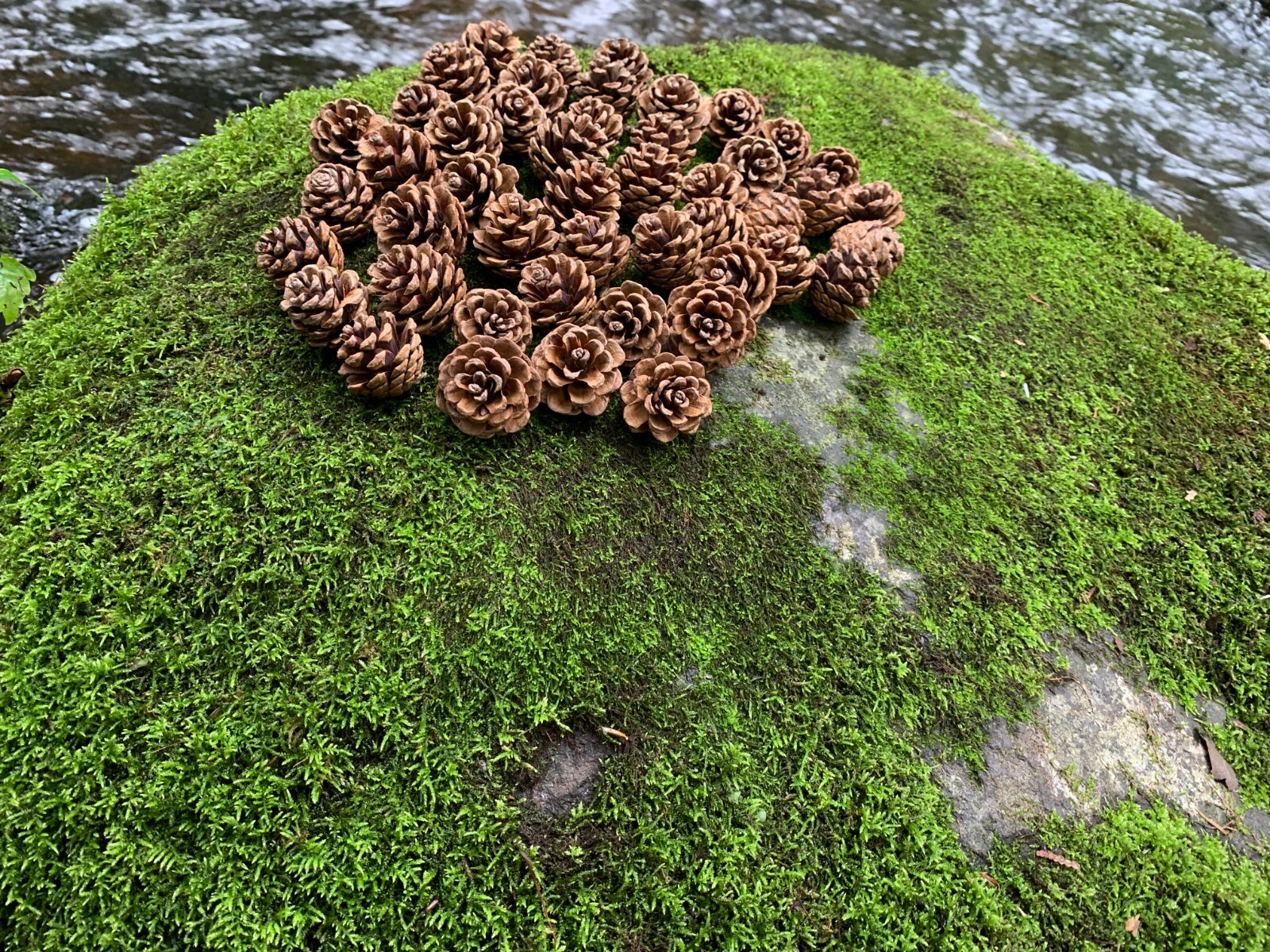 Pine Cones, Smaller, Red Pine, 50 count, Beautiful Brown Cones