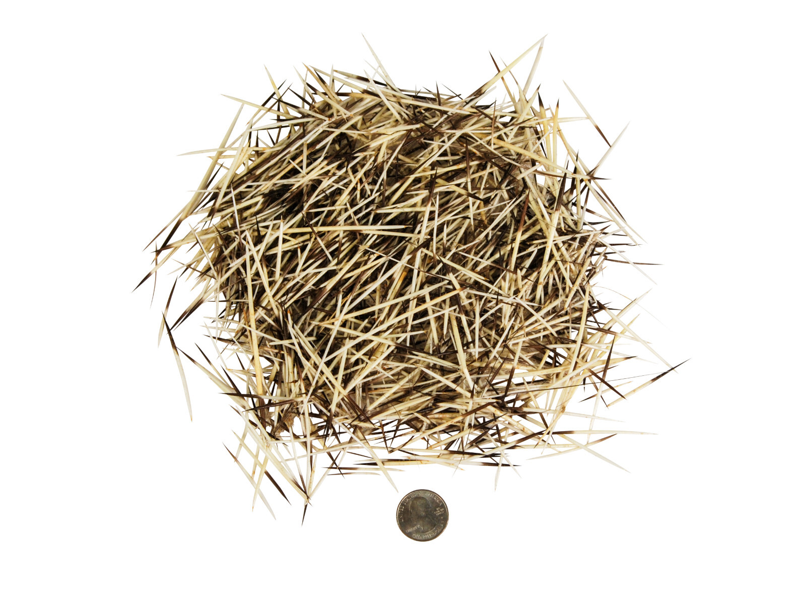 North American Porcupine Quills: 1/2 oz. Bag (184-01) A4