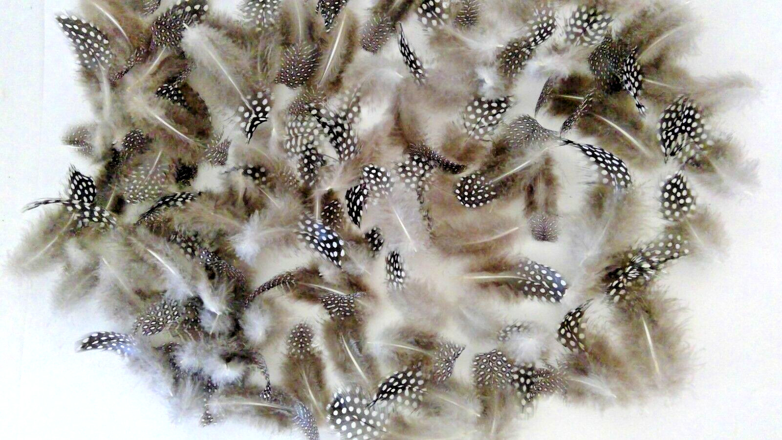 100 Natural Pearl Guinea Fowl Body Feathers ~2 – 4+ Inches Long Cruelty-Free USA
