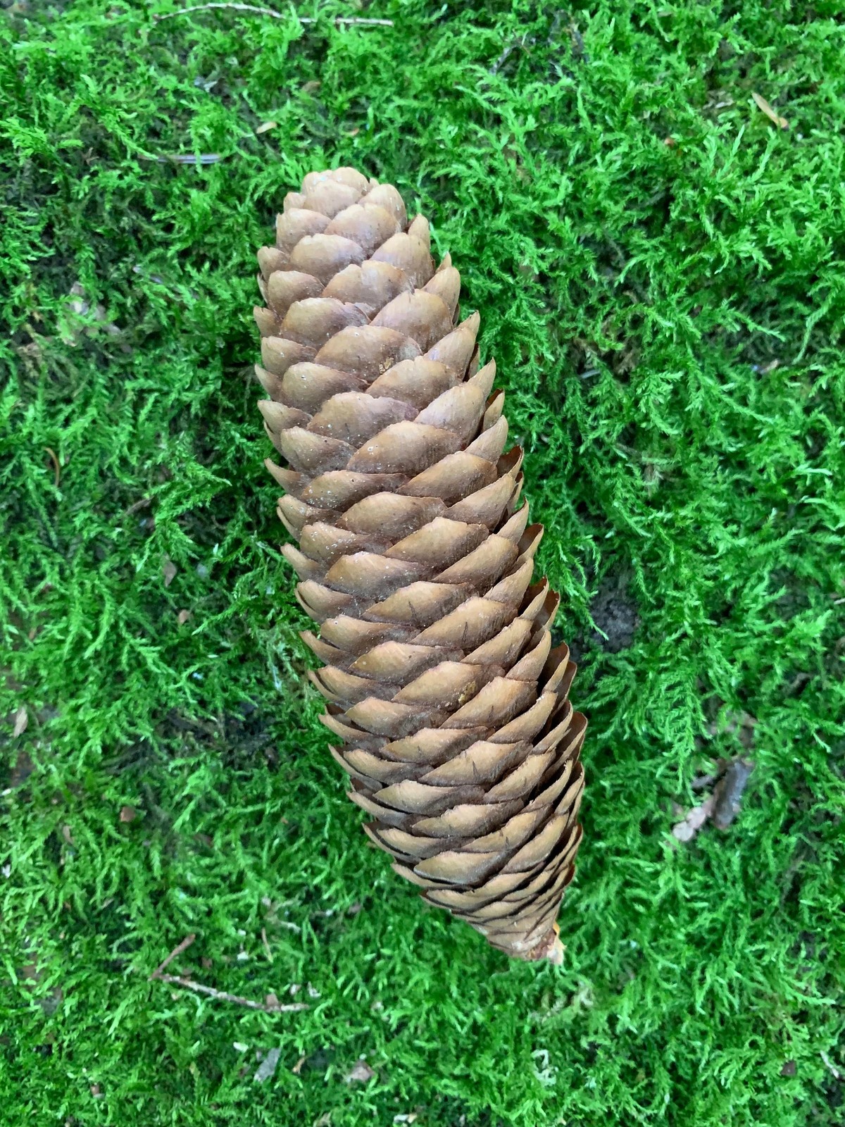 Pine Cones, Larger, Norway Spruce, 25 count, not weathered or gray