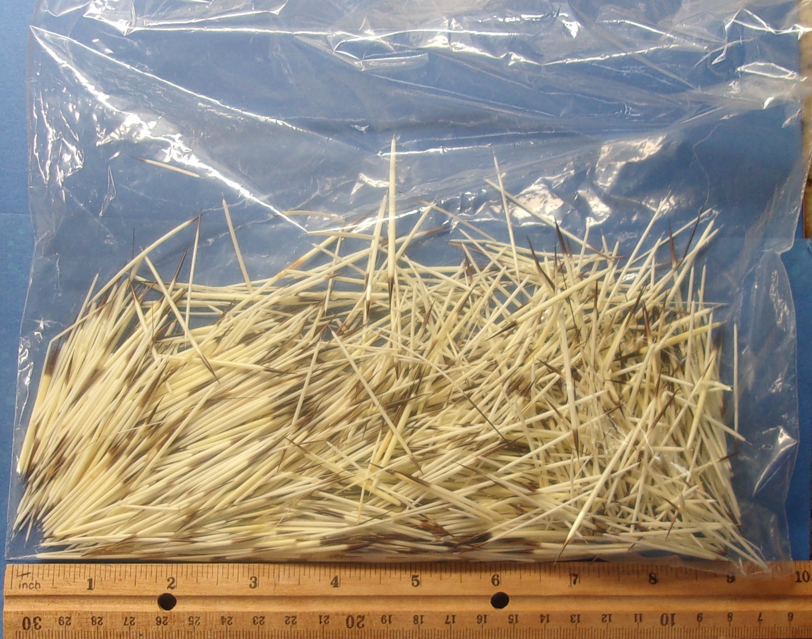 North American Porcupine Quills WASHED 1/2 oz. Bag for Crafts Bead Work Jewelry