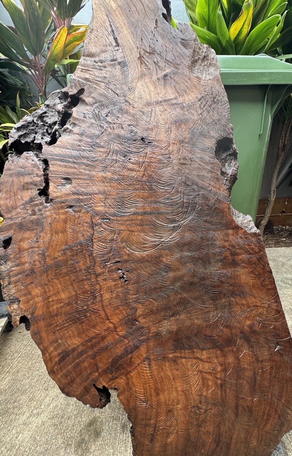 1296 Camphor burl wood turning blank ,hybrid Scale,Dried,52”x 27”x 2 1/4”