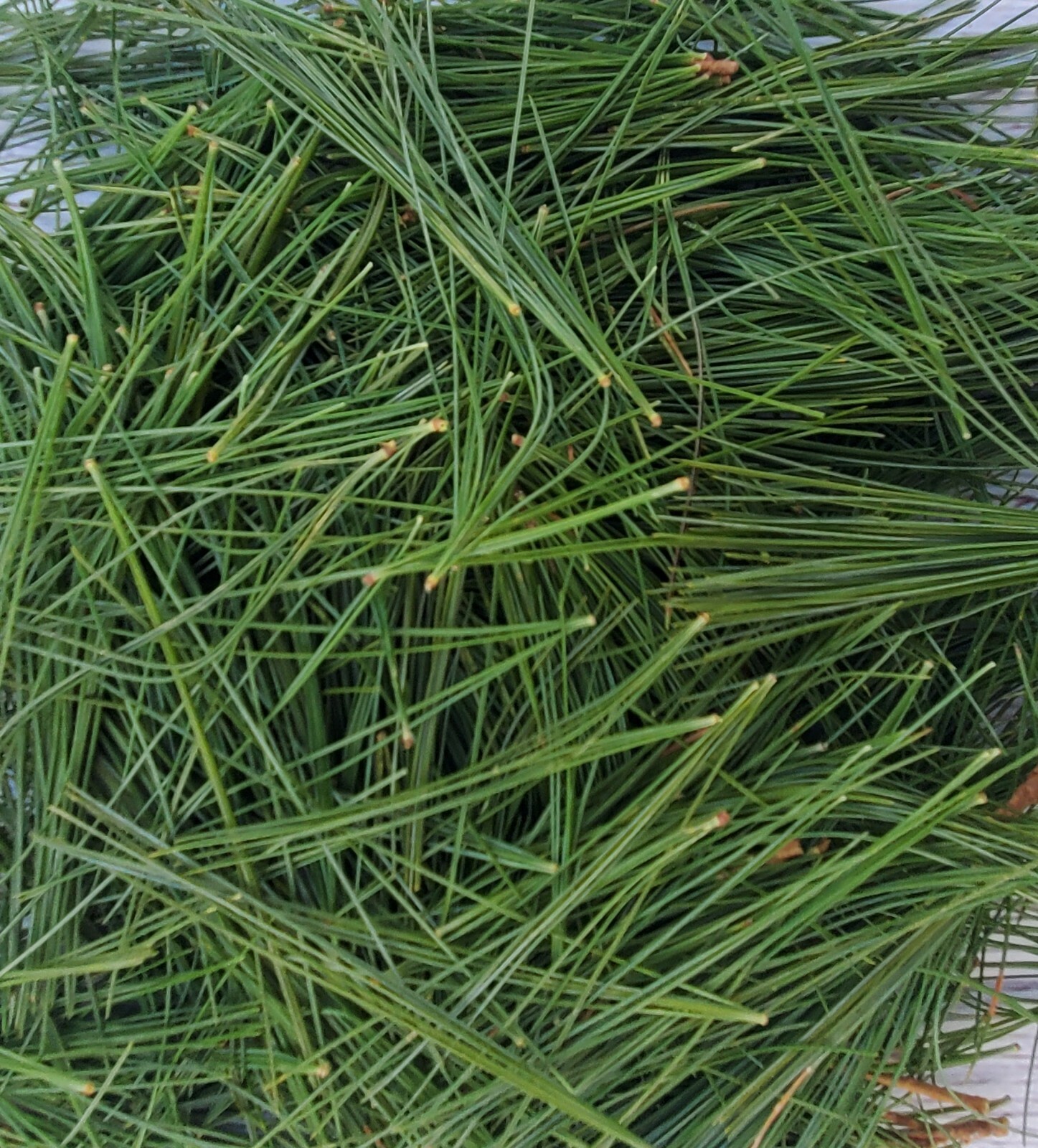 Fresh Eastern White Pine Needles 6″x9″ Bag Cooking Teas Tinctures Free Shipping