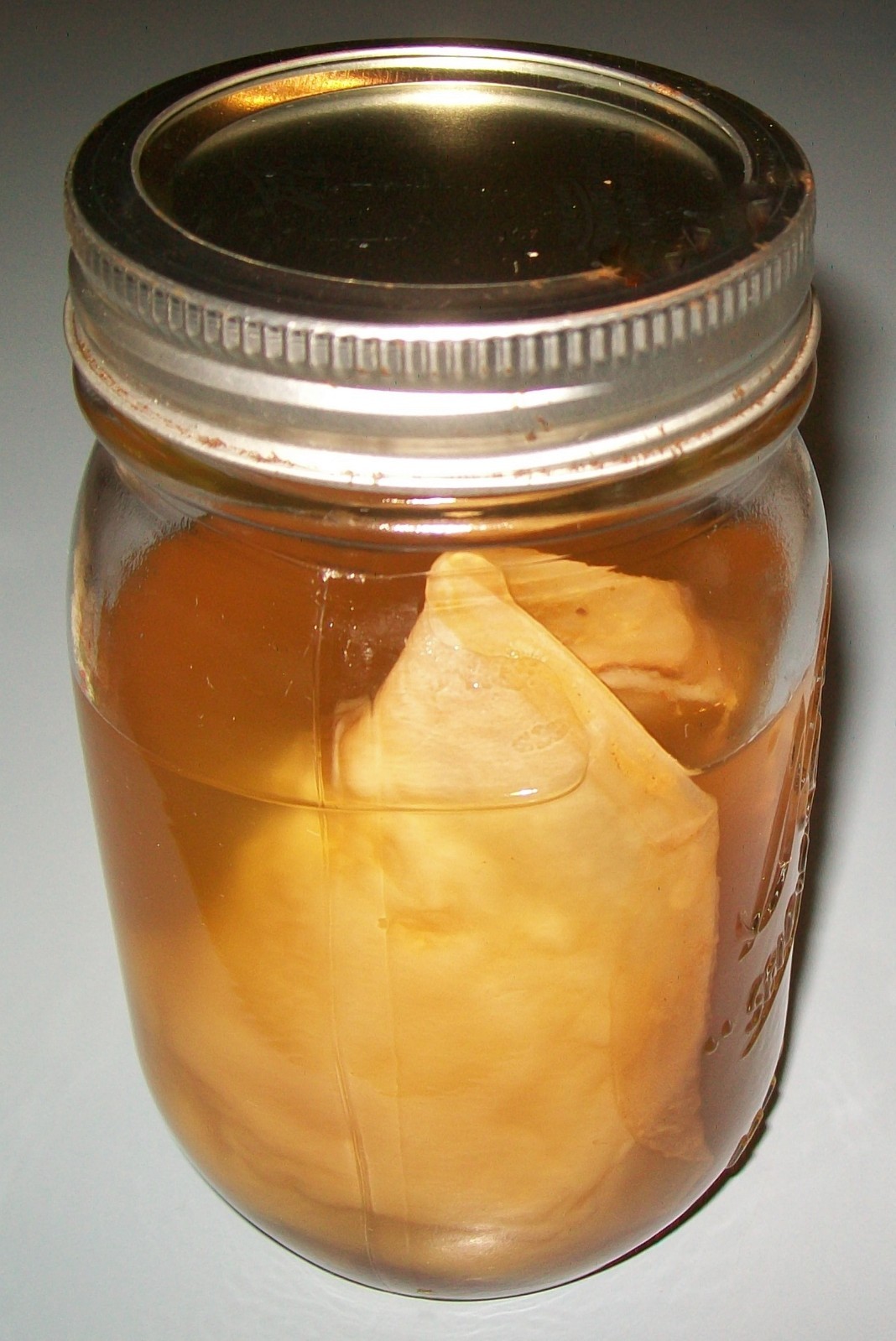 Kombucha SCOBY Starter from My Homestead Kitchen, Grown w/ Organic Tea/Raw Sugar