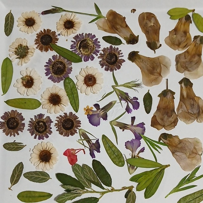 Pressed Dried Mixed Flowers & Leaves Assortment, Multiple Parts, Craft Mix