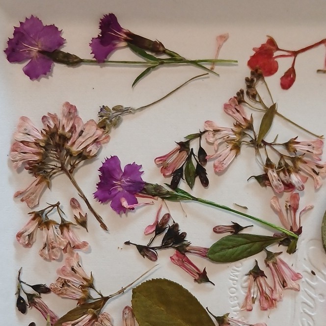Pressed Dried Mixed Flowers & Leaves Assortment, Multiple Parts, Craft Use