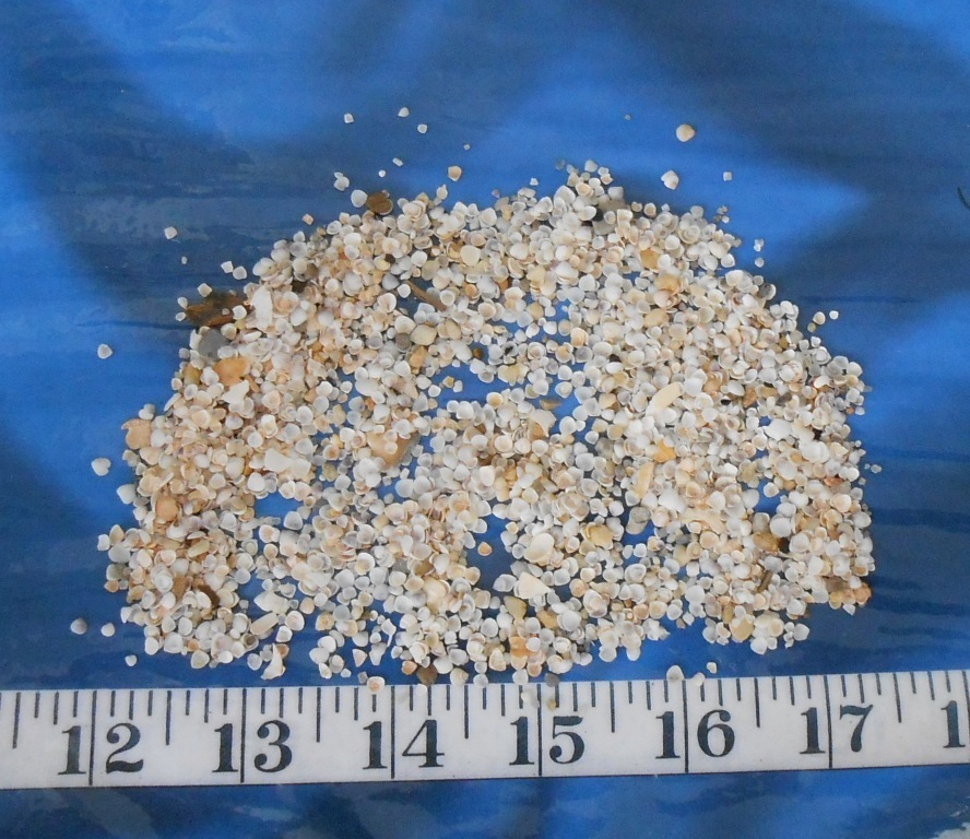 ~ Gem Shells ~ White/Ivory/Purple ~ *UNSORTED* ~ 1 Tbsp ~ Sailor’s Valentines ~