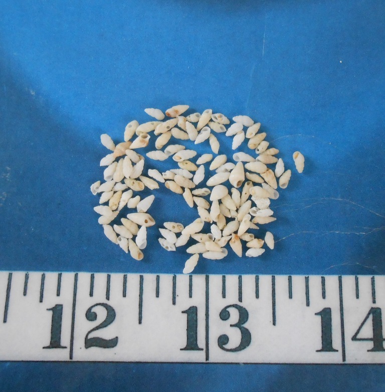 ~ Rissoina Shells ~ *MICRO* ~ 100+ ~ Ivory ~ Shellcraft ~ Sailor’s Valentines ~