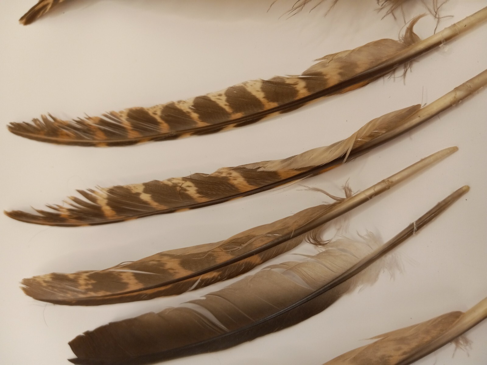 cruelty free found PHEASANT and other Natural Feathers