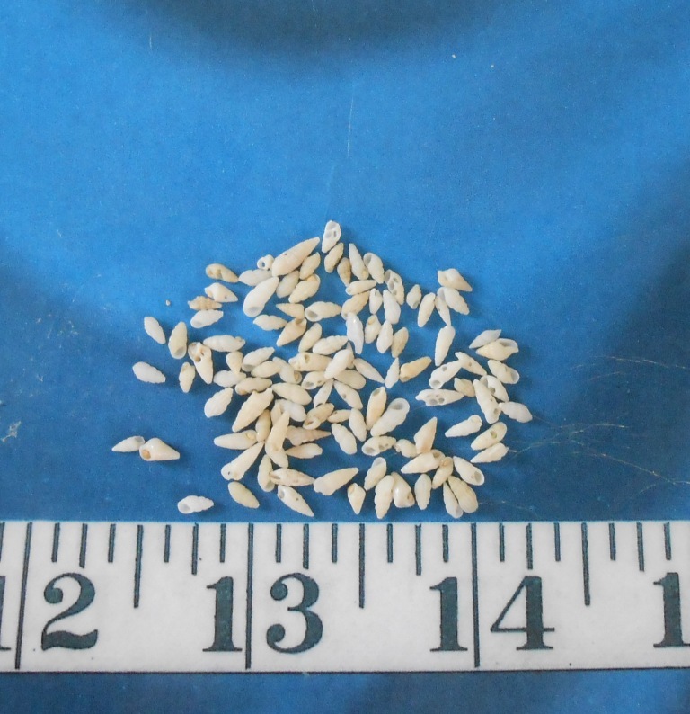 ~ Rissoina Shells ~ *MICRO* ~ 100+ ~ Ivory ~ Shellcraft ~ Sailor’s Valentines ~