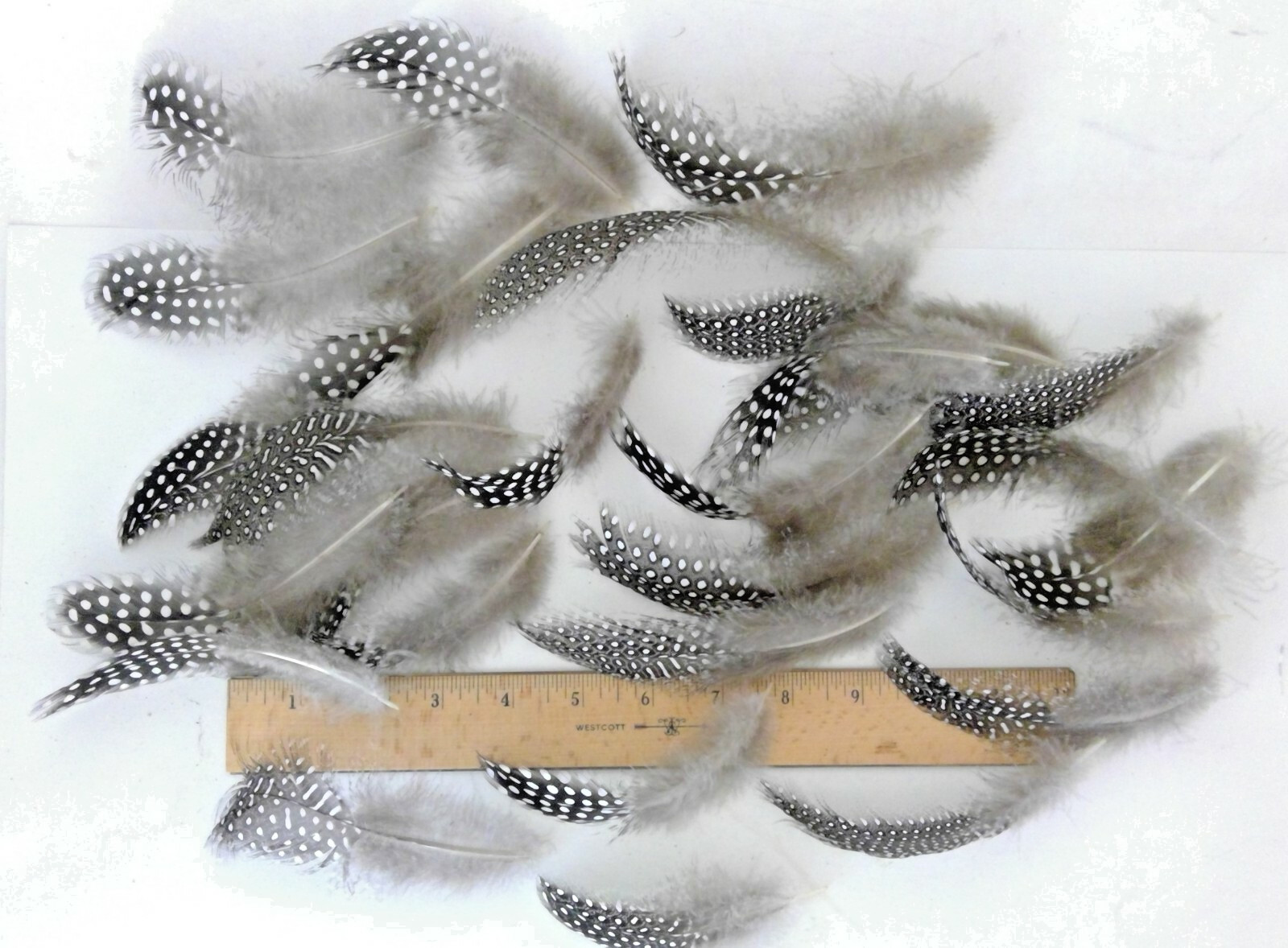 25 Natural Pearl Guinea Fowl Feathers ~4 to 6+ Inches Long Cruelty-Free USA