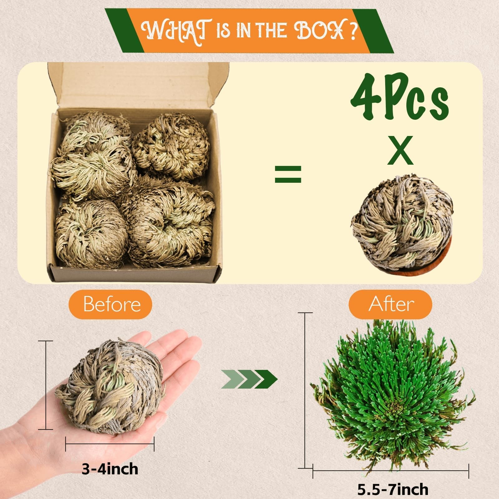 4-Pack Large Premium Dried Rose of Jericho, Selaginella Resurrection 4Pcs