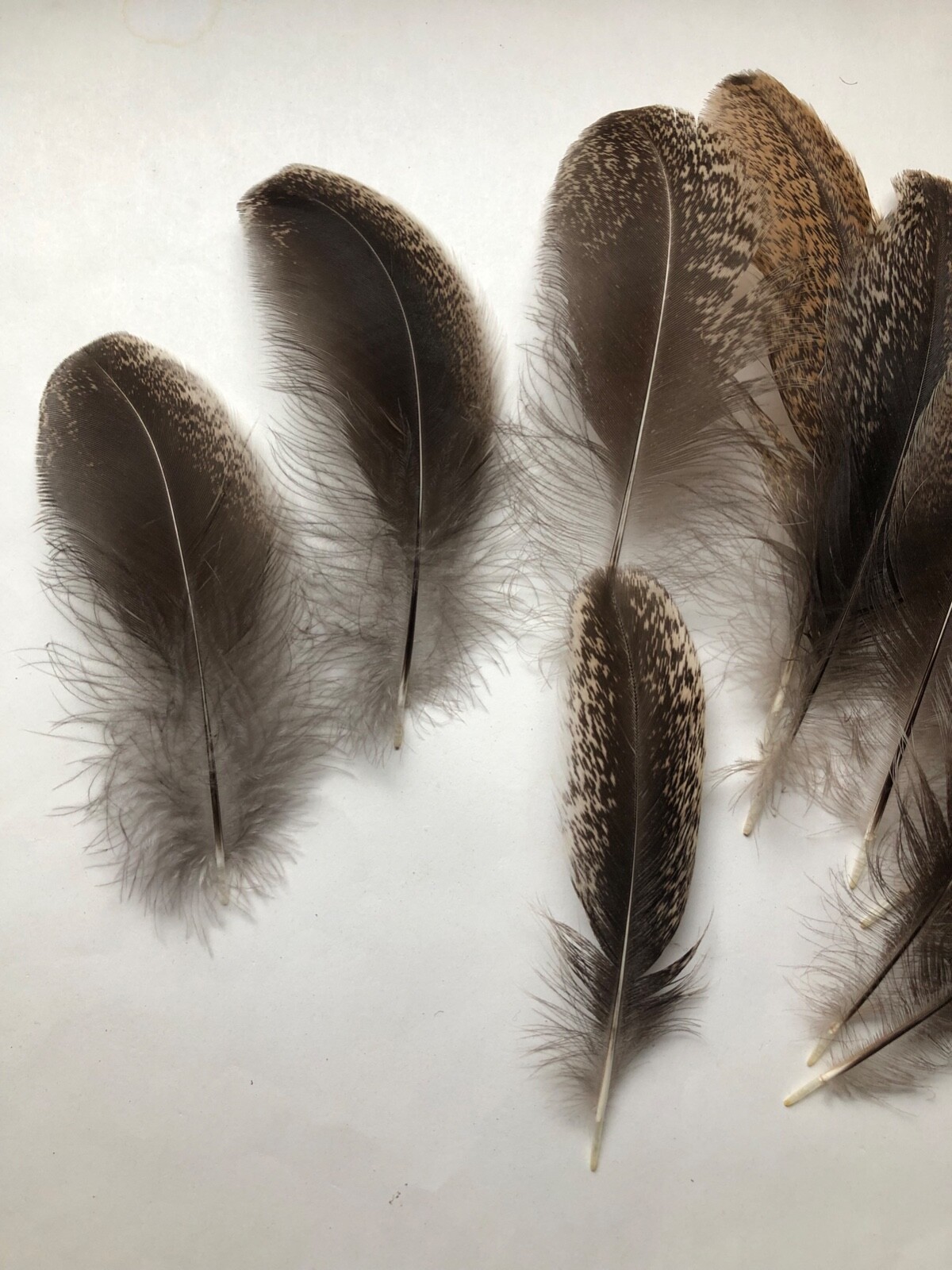 Lot 15 Fancy Black Speckled USA Chicken Crafting Feathers Natural Cruelty Free