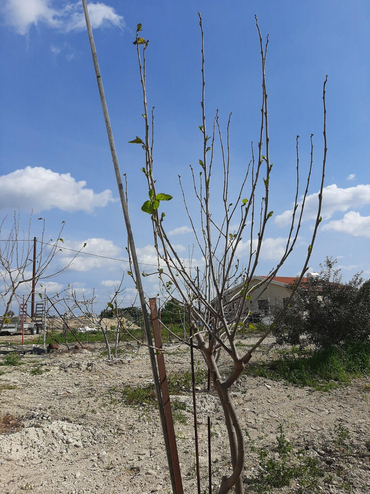 2 x “Mulberry” Himalayan Red cuttings From CYPRUS Island